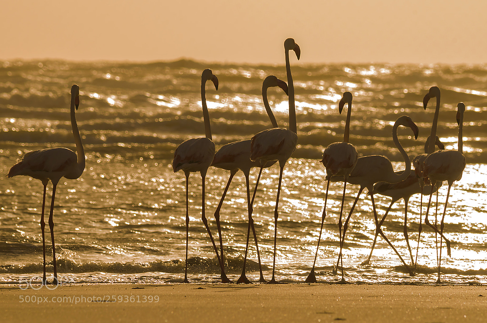 Nikon D5100 sample photo. Gang-up at the sea photography