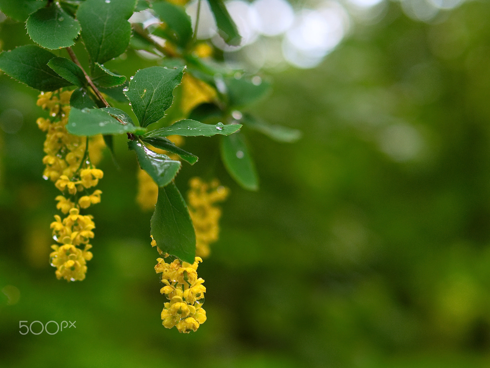 Panasonic Lumix DMC-G5 sample photo. Berberis after the rain photography
