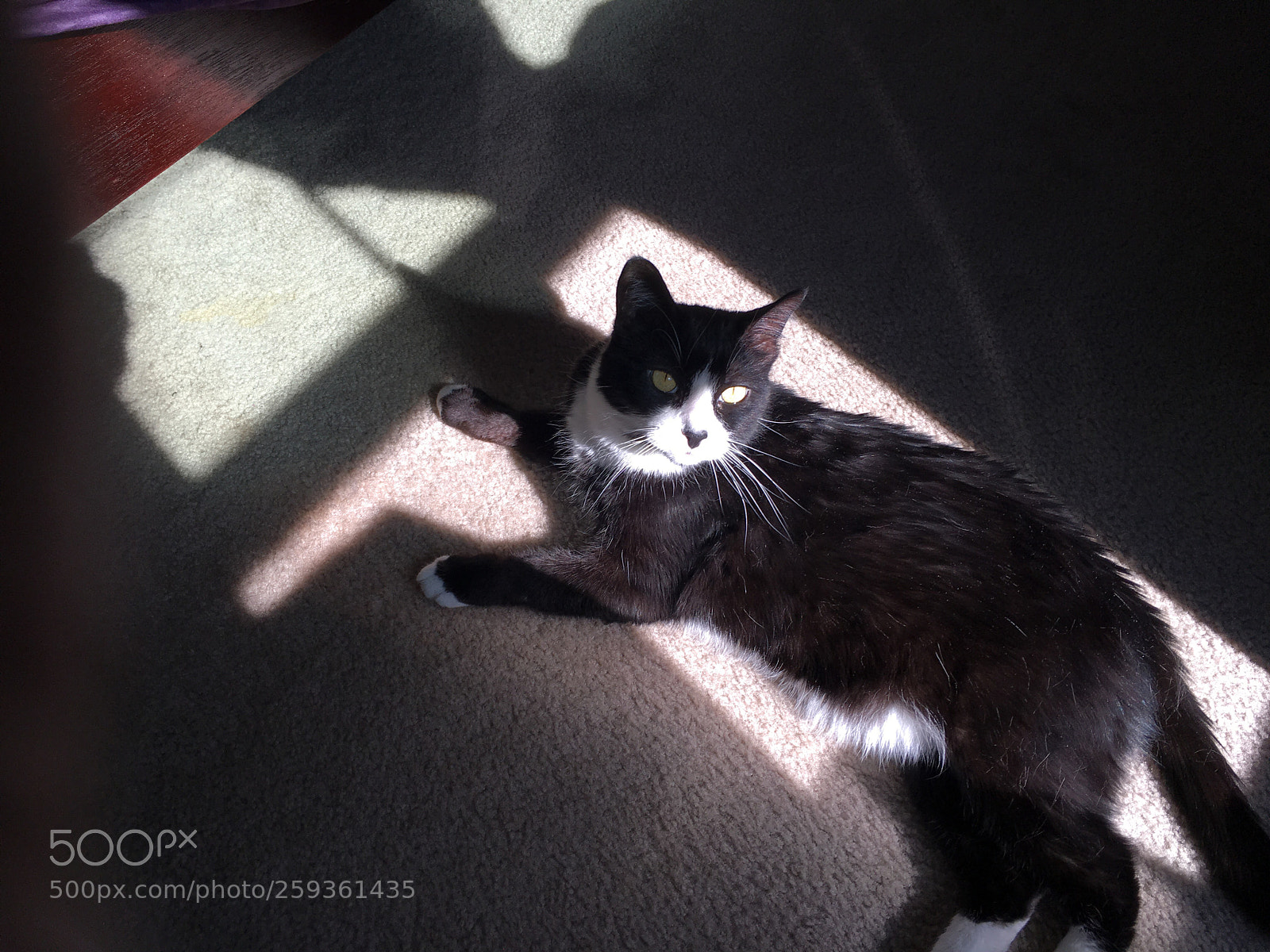 Apple iPhone 6s sample photo. Untitled photography