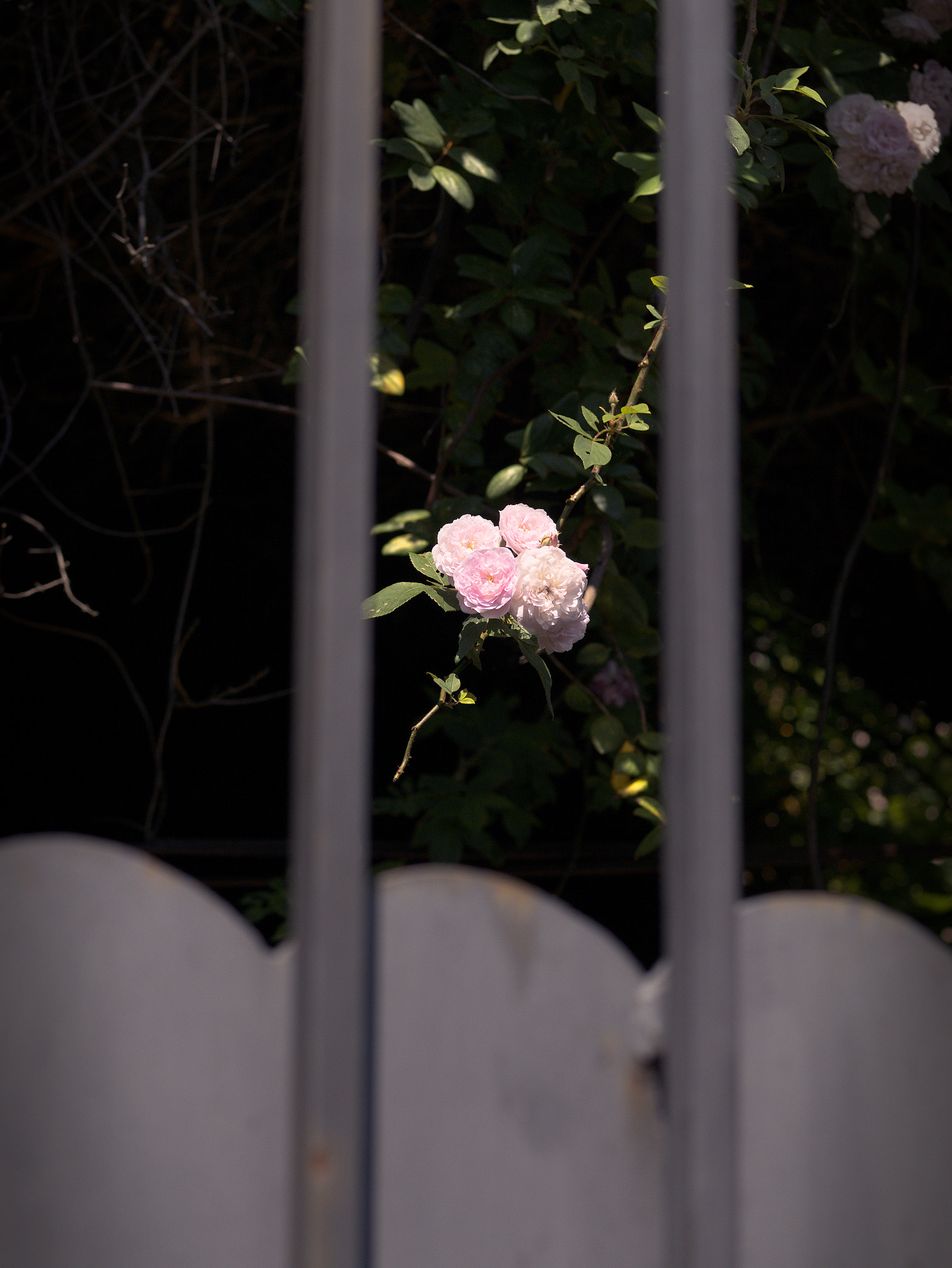 Panasonic Lumix DC-GX9 sample photo. *** photography