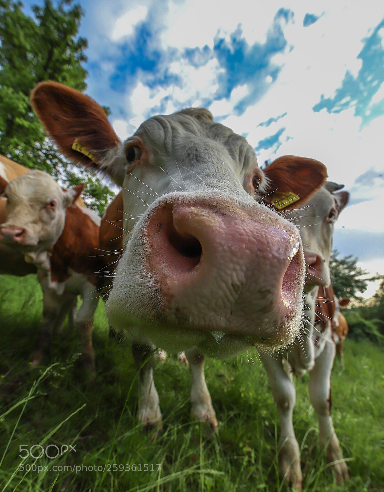 Canon EOS 6D Mark II sample photo. The milk factory  photography