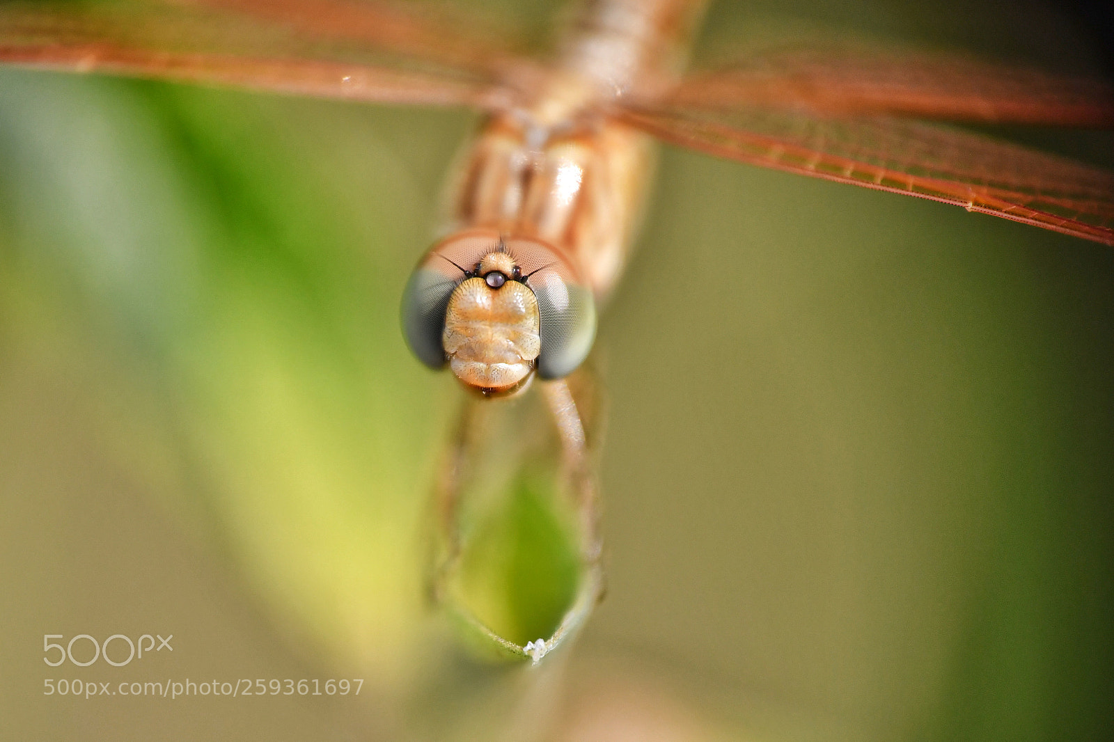 Nikon D500 sample photo. Another dragonfly photography
