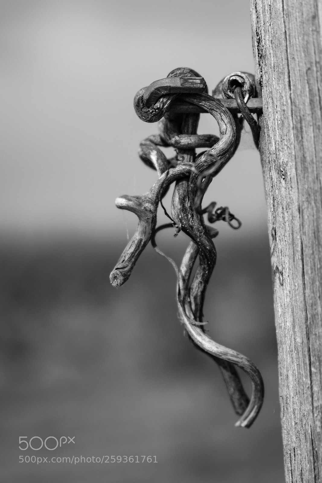Fujifilm X-T20 sample photo. 'last years tendril' photography