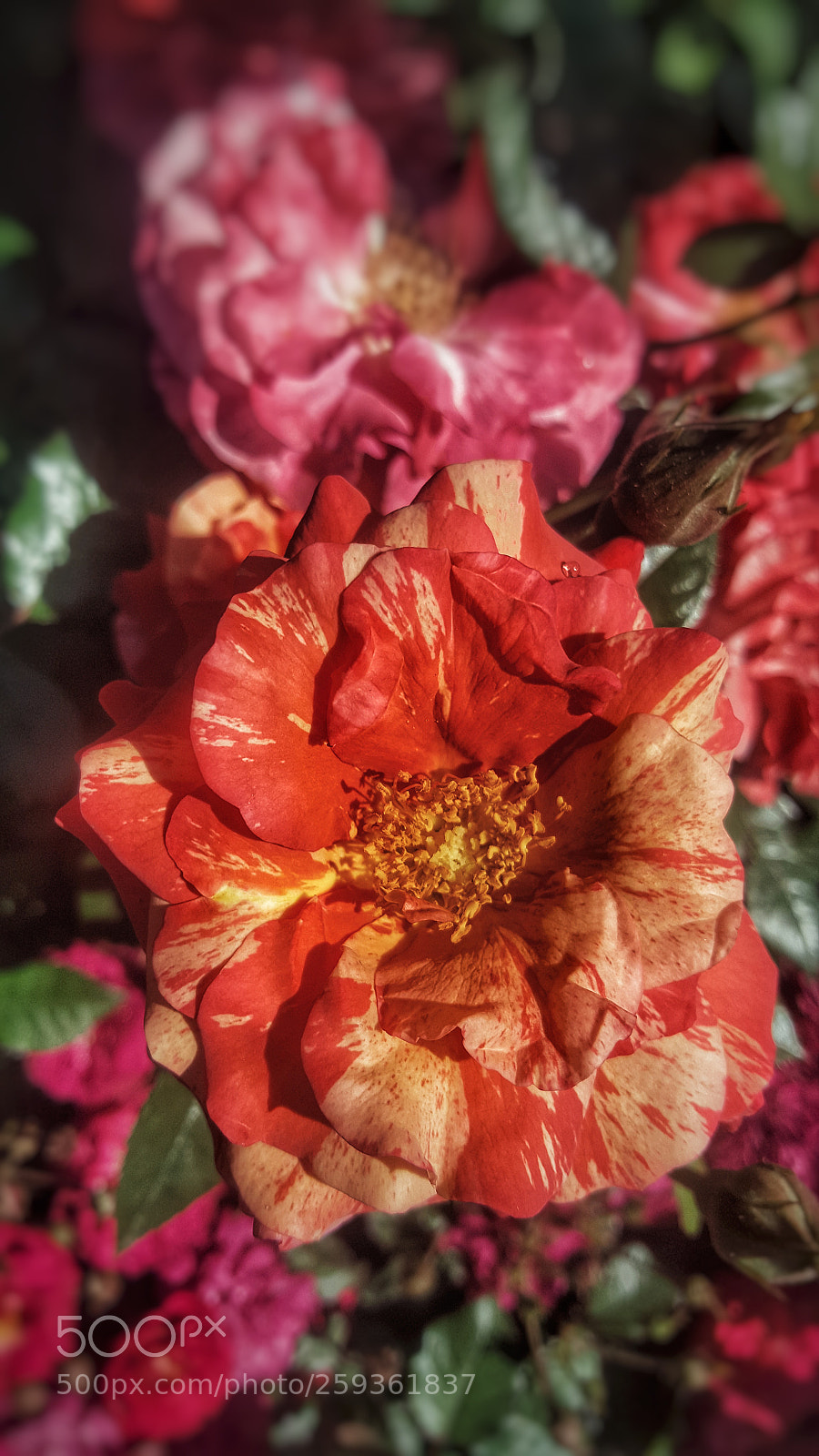 Samsung Galaxy Note5 sample photo. Color drenched photography