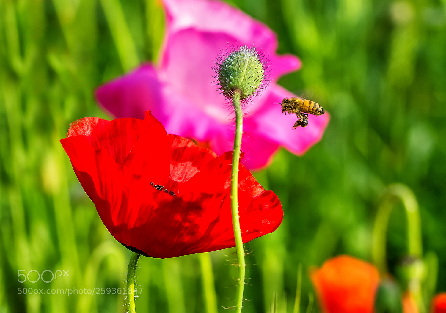 Nikon D7100 sample photo. Poppy flower photography
