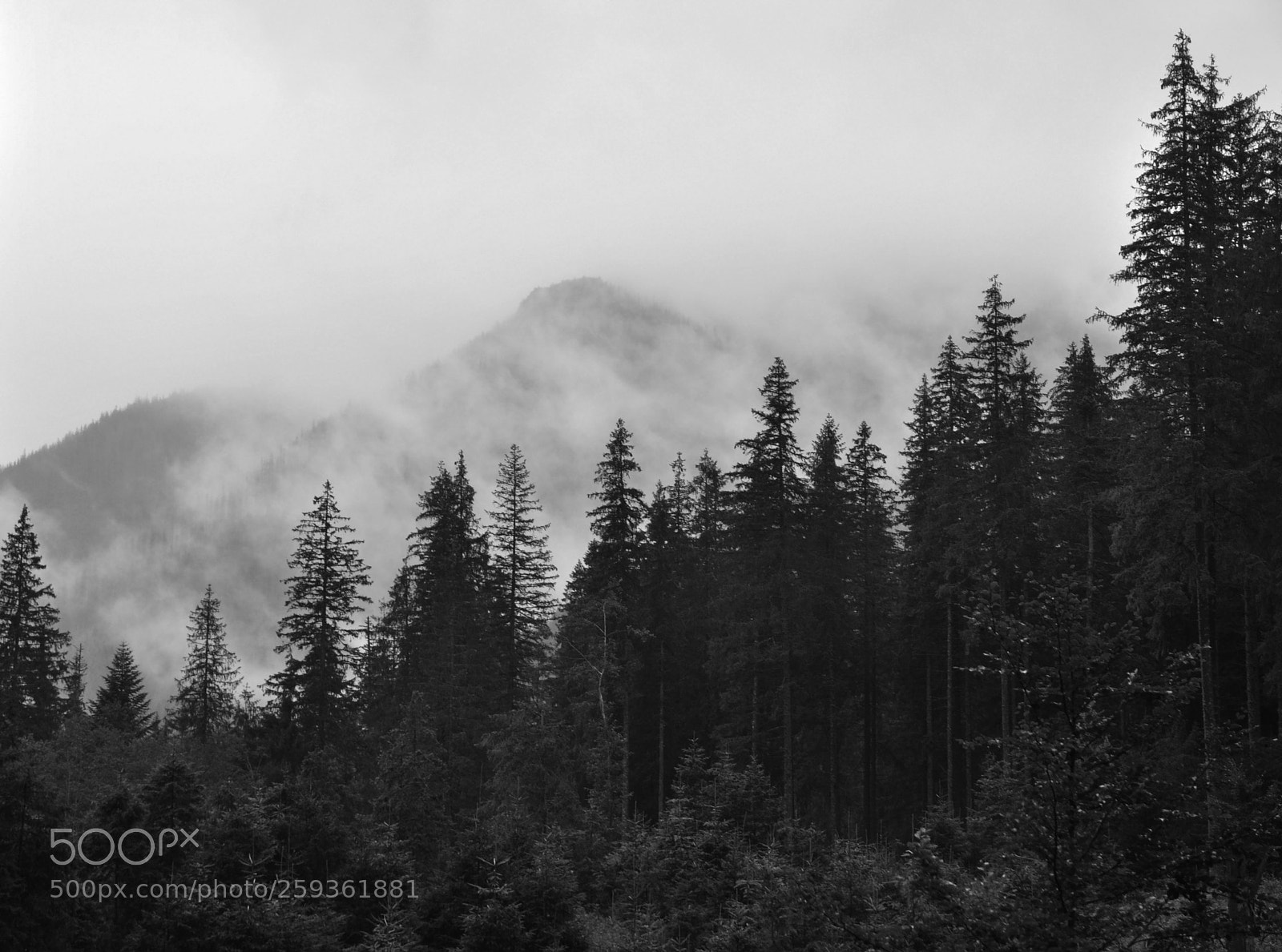 Nikon D90 sample photo. Fog photography