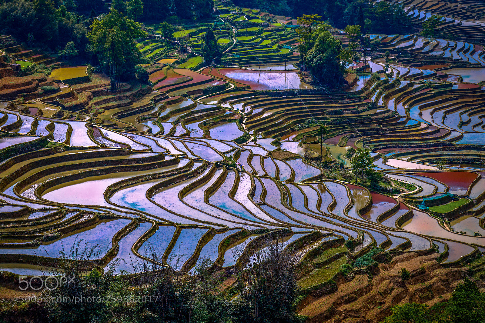 Canon EOS 7D Mark II sample photo. Sunset over the rice photography