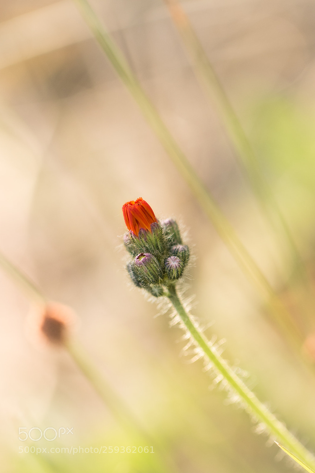 Canon EOS 7D Mark II sample photo. Red fower photography