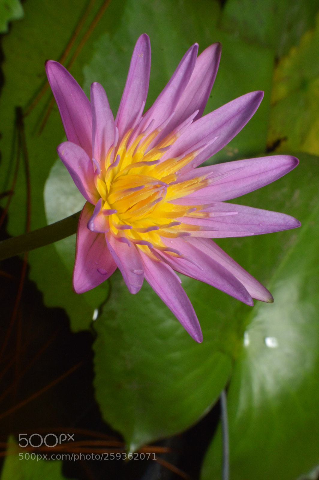 Nikon D3200 sample photo. Pink photography