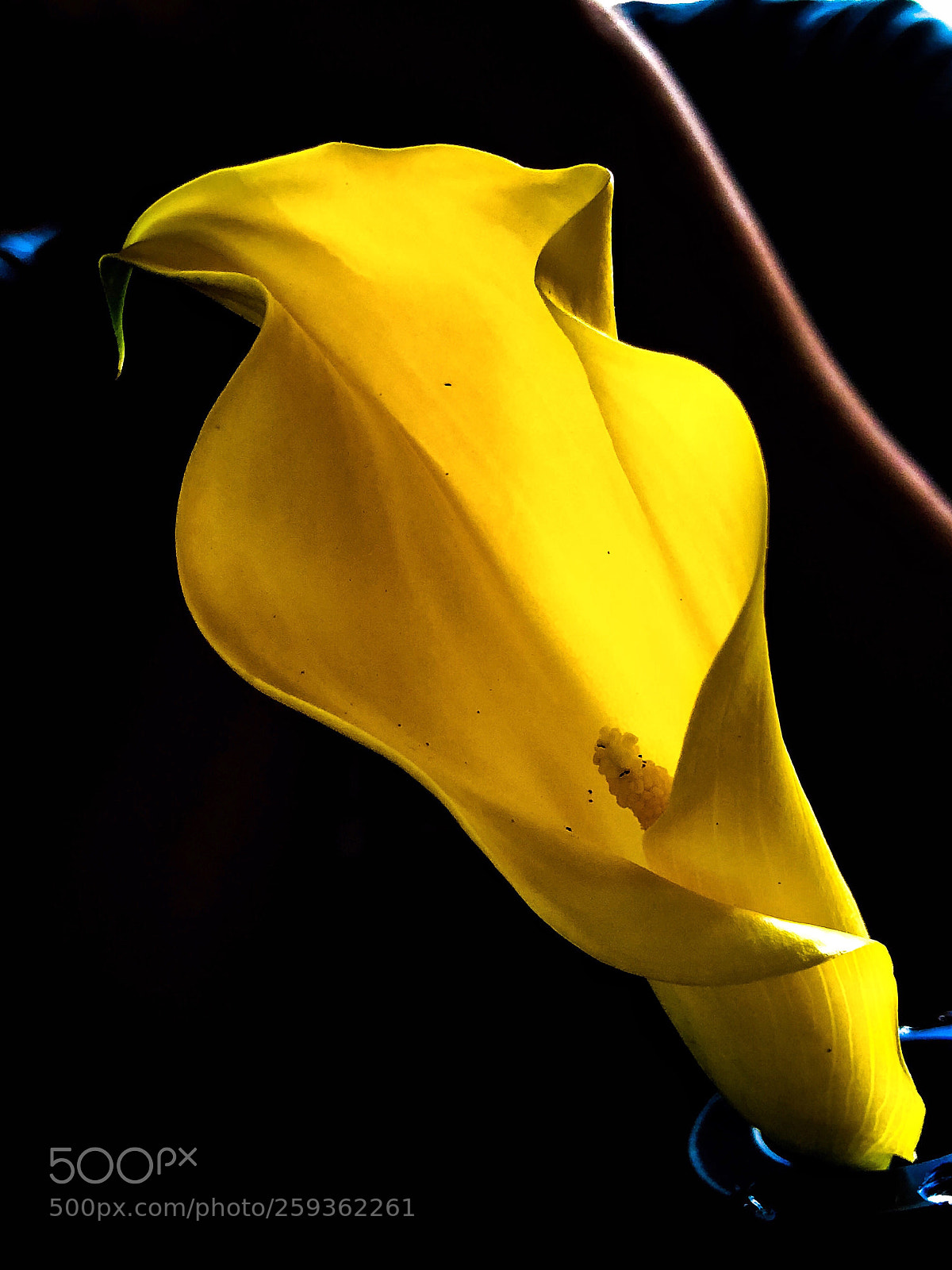 Apple iPhone X sample photo. Yellow photography