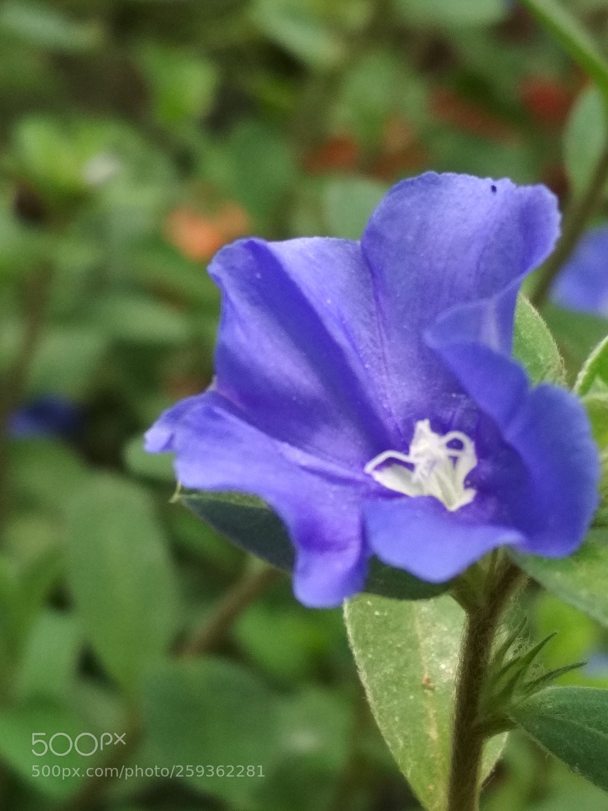 Xiaomi Redmi 4X sample photo. Untitled photography