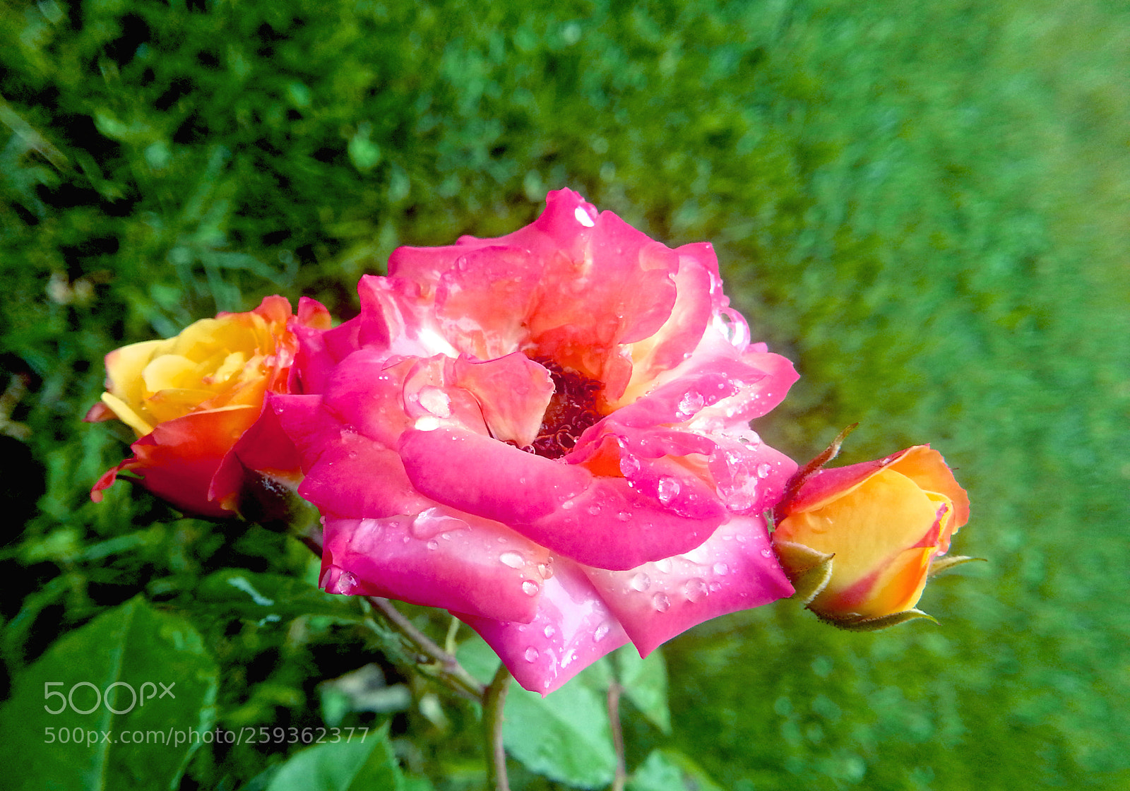 Samsung Galaxy Note2 sample photo. Rose photography