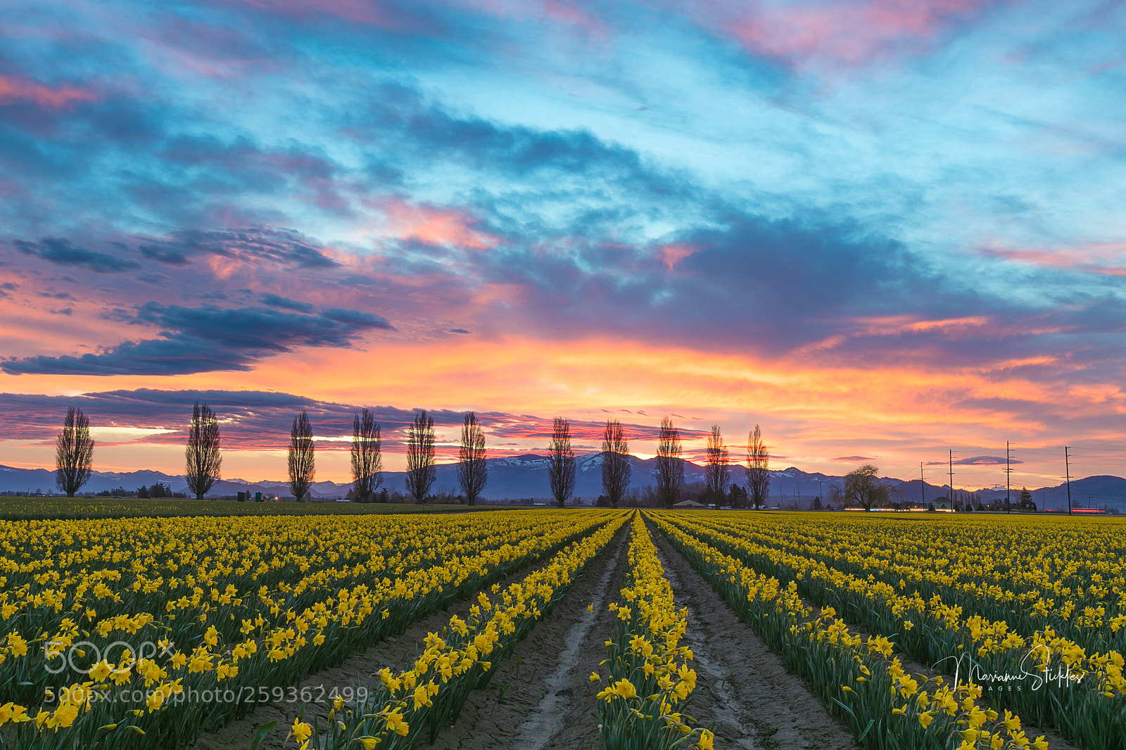 Canon EOS 5D Mark IV sample photo. Sunrise over skagit flats photography