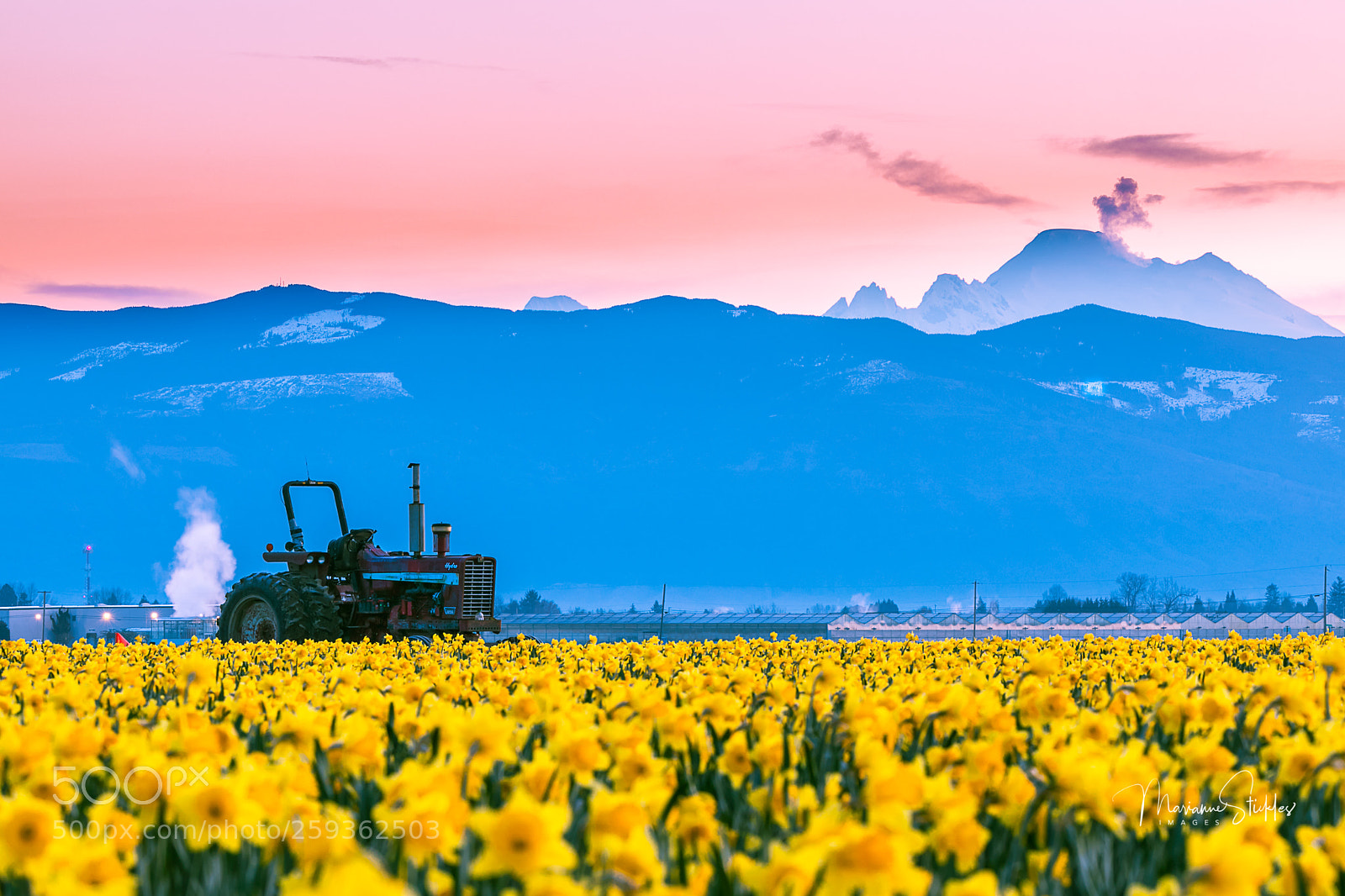 Canon EOS 5D Mark IV sample photo. Daffodils in the morning photography
