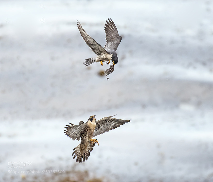 Nikon D500 sample photo. Peregrine falcon photography