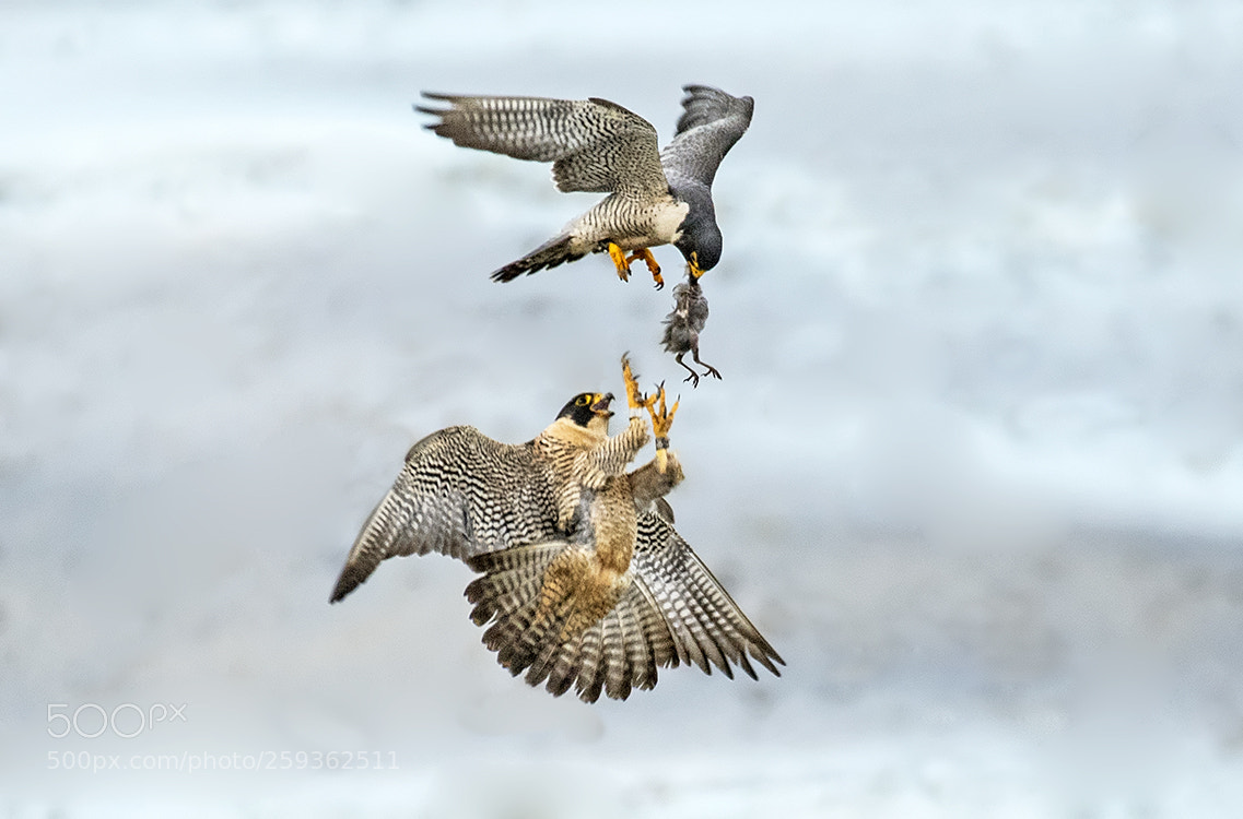 Nikon D500 sample photo. Peregrine falcon photography