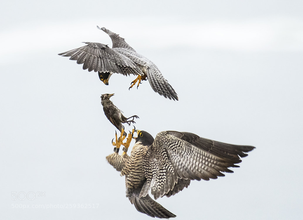 Nikon D500 sample photo. Peregrine falcon photography