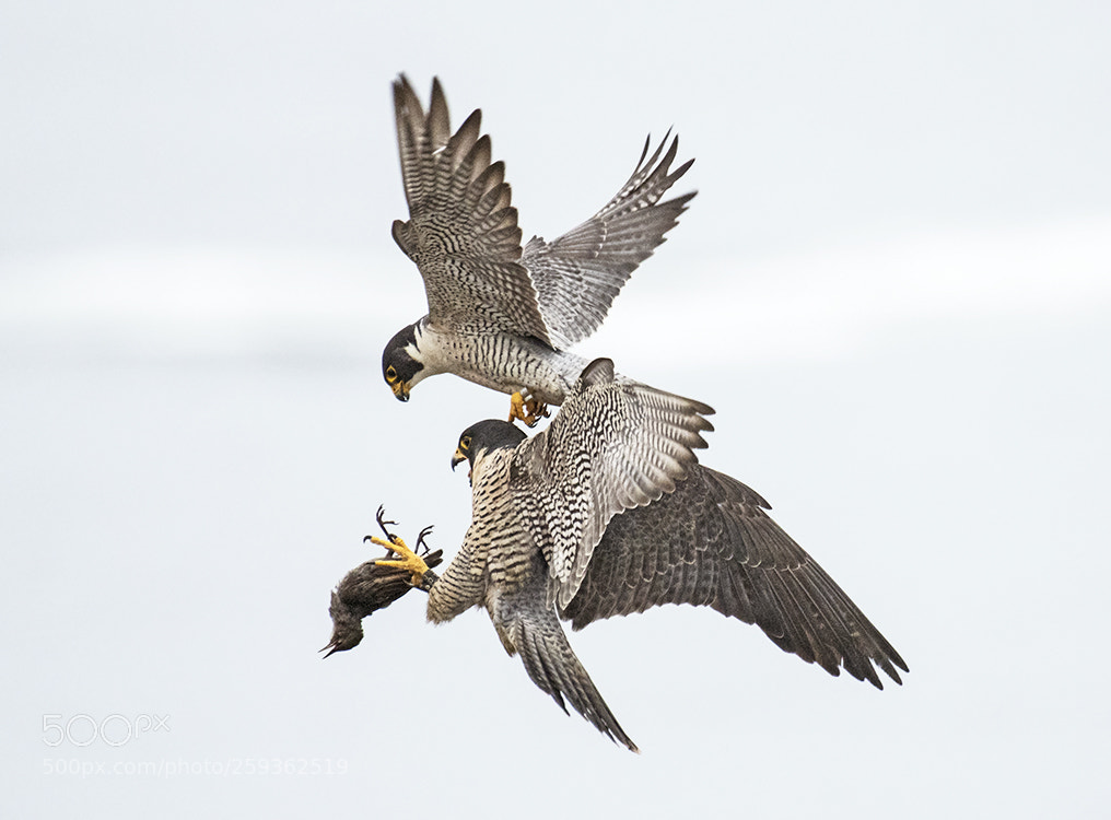Nikon D500 sample photo. Peregrine falcon photography