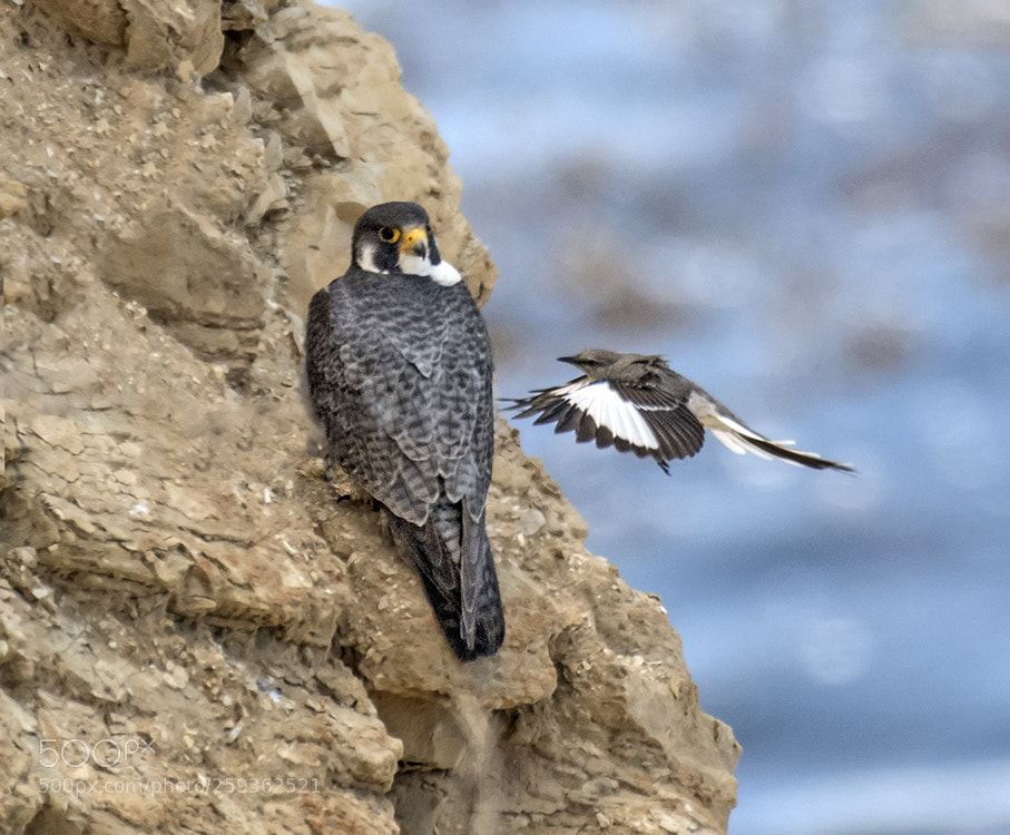 Nikon D500 sample photo. Peregrine falcon photography