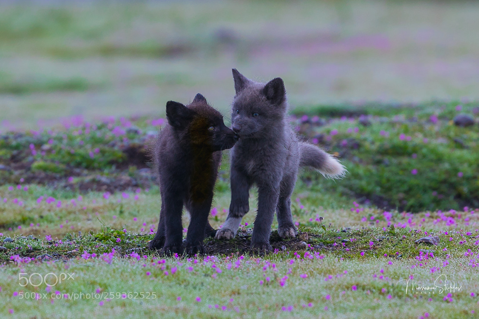 Canon EOS 5D Mark IV sample photo. Two fox kits having photography