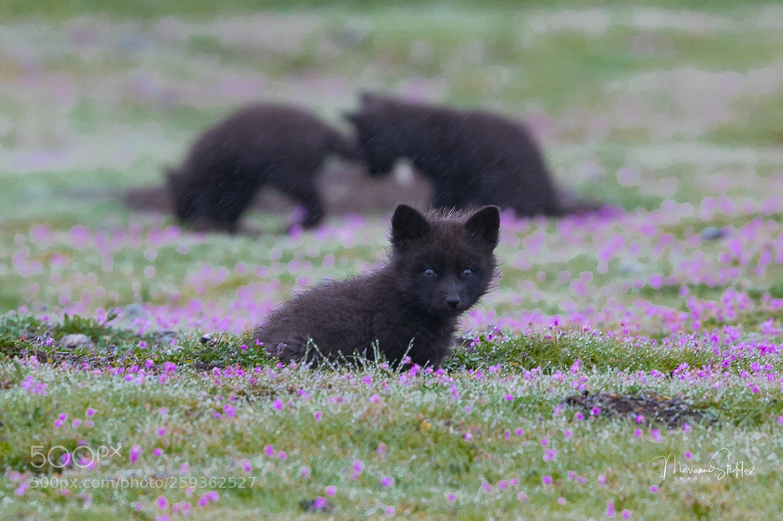 Canon EOS 5D Mark IV sample photo. Fox kits on friday photography