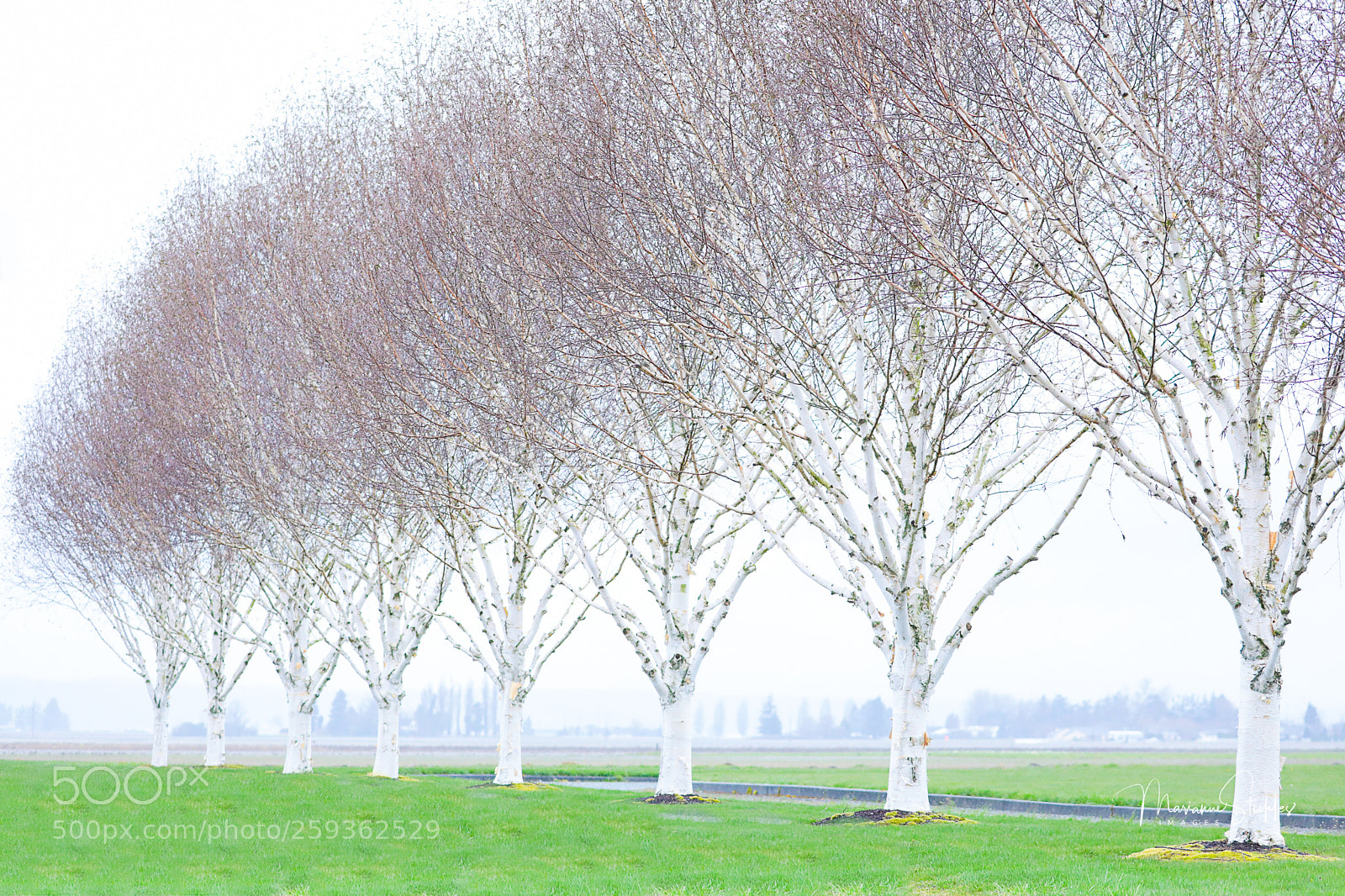 Canon EOS 5D Mark IV sample photo. White birch trees photography