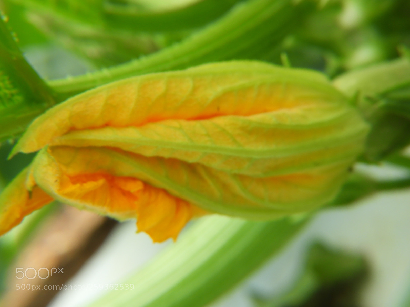 Nikon Coolpix B700 sample photo. Yellow squash flower macro photography