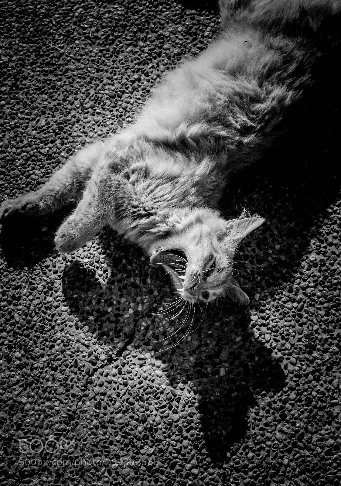 Canon EOS 1000D (EOS Digital Rebel XS / EOS Kiss F) sample photo. A happy cat. 2017 photography