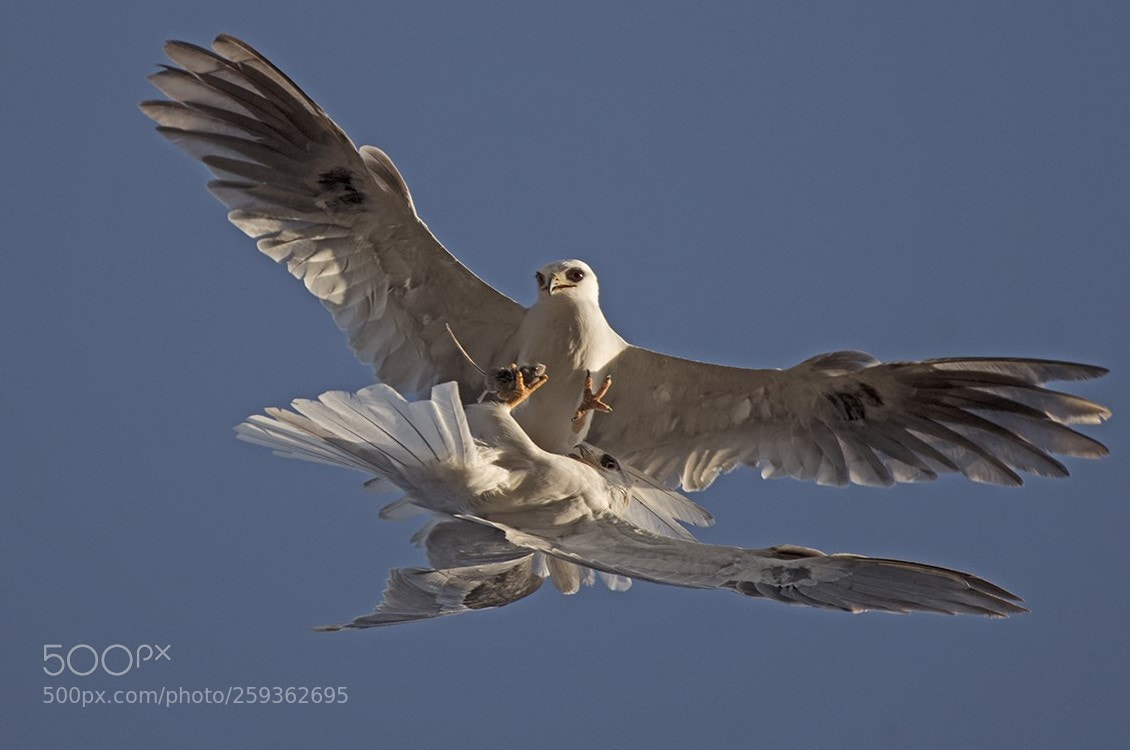 Nikon D500 sample photo. White-tailed kite aerial food photography