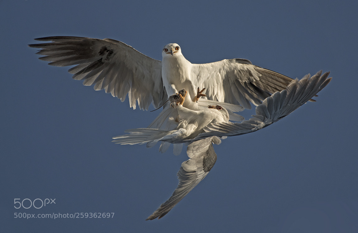 Nikon D500 sample photo. White-tailed kite aerial food photography