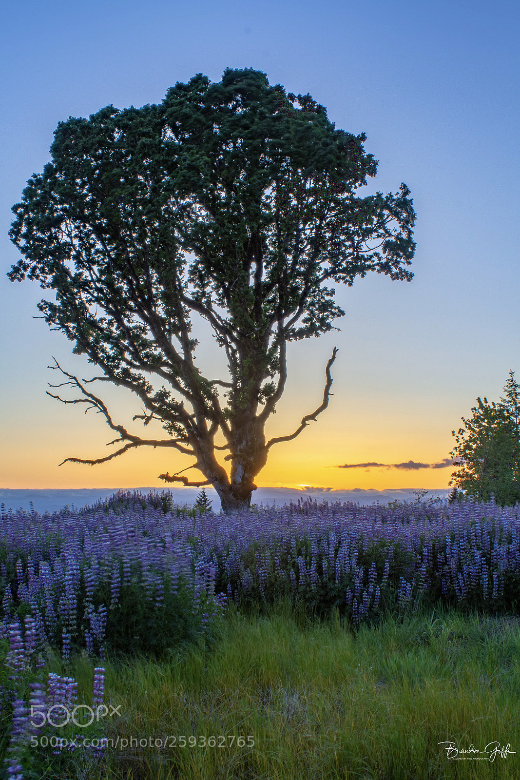 Canon EOS 1200D (EOS Rebel T5 / EOS Kiss X70 / EOS Hi) sample photo. Lupine sunset photography