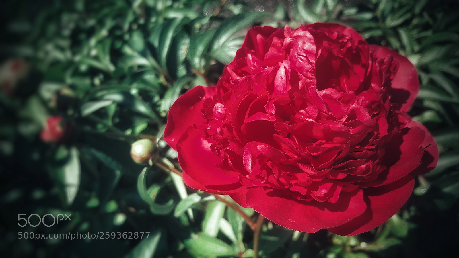 Samsung Galaxy Note5 sample photo. Peony photography