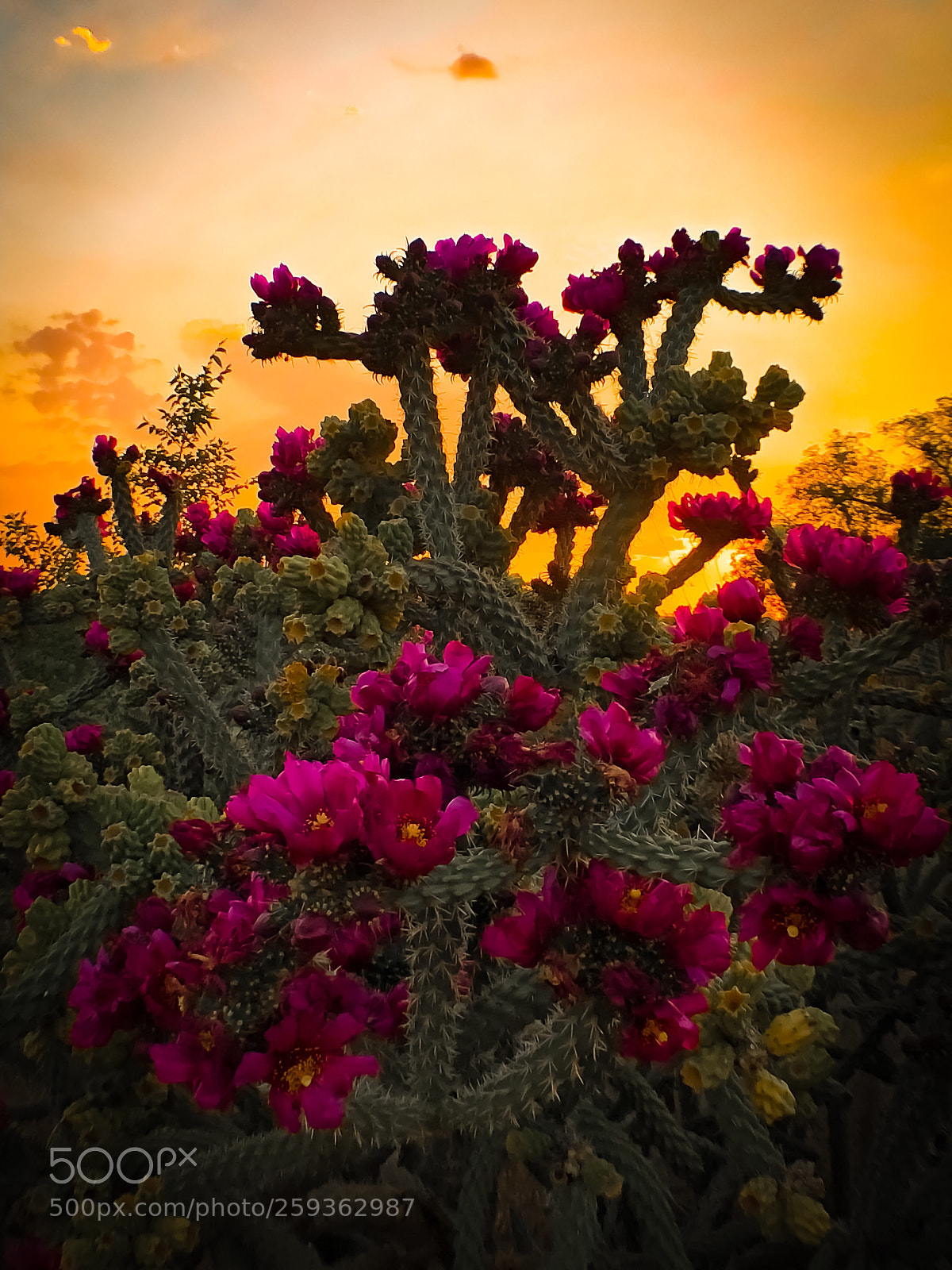 Apple iPhone 8 Plus sample photo. Cactus & sunset  photography