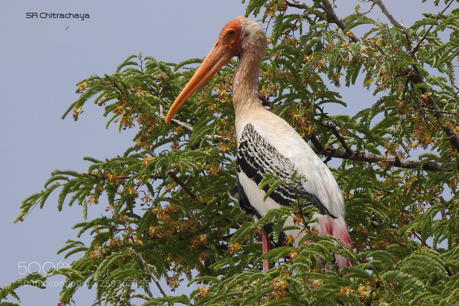 Nikon Coolpix P900 sample photo. Painted stork photography