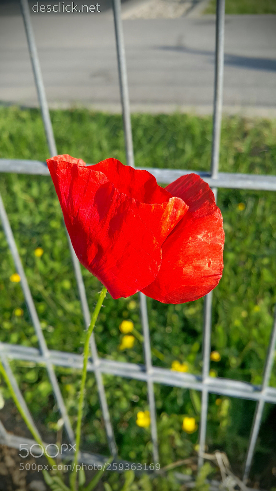 Samsung Galaxy Note4 sample photo. Survivor photography
