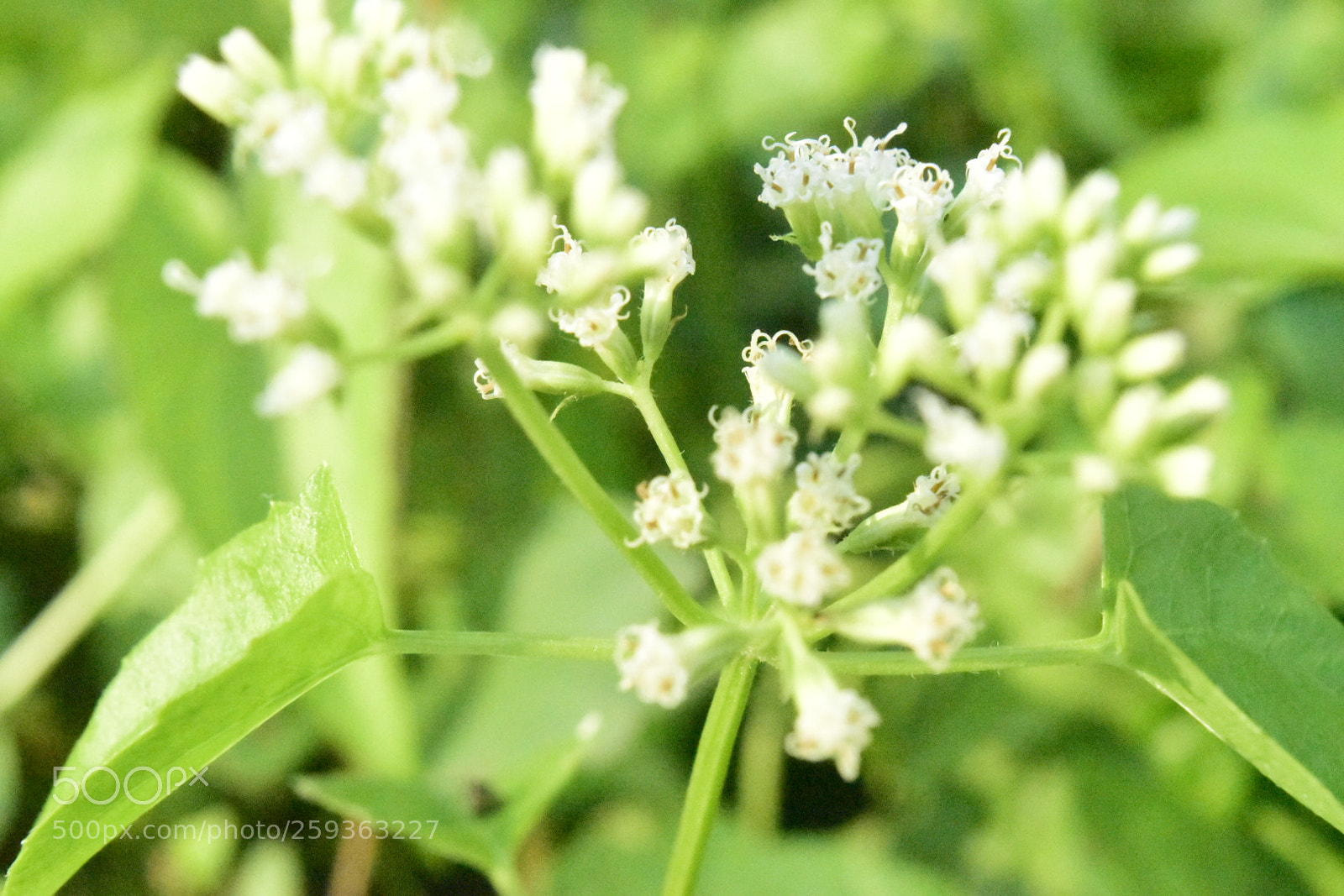Nikon D5500 sample photo. Untitled photography
