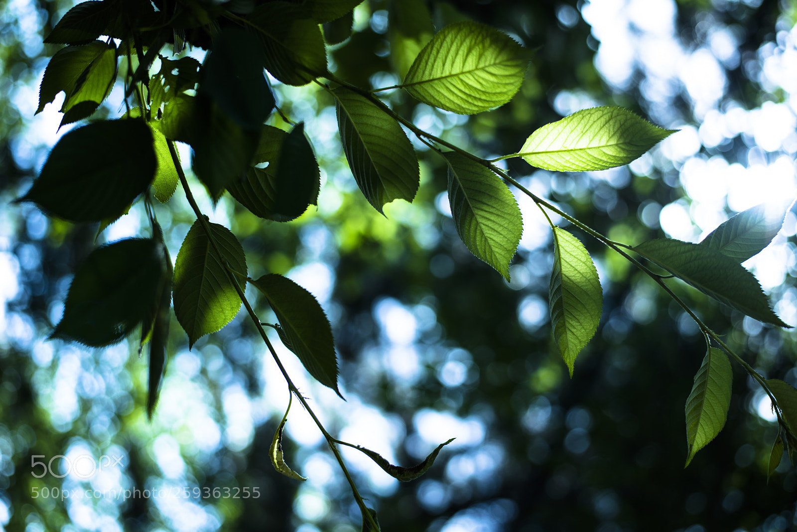 Nikon D810 sample photo. In a world   no.13 photography