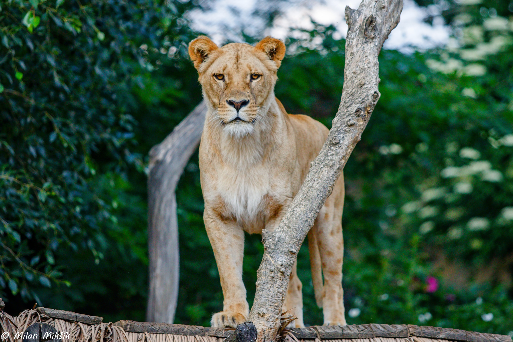 Canon EOS 7D Mark II + Canon EF 70-200mm F2.8L USM sample photo. Zookovo photography