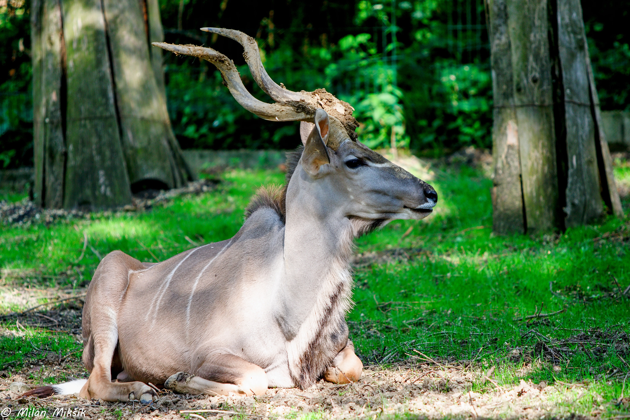 Canon EF 70-200mm F2.8L USM sample photo. Zookovo photography