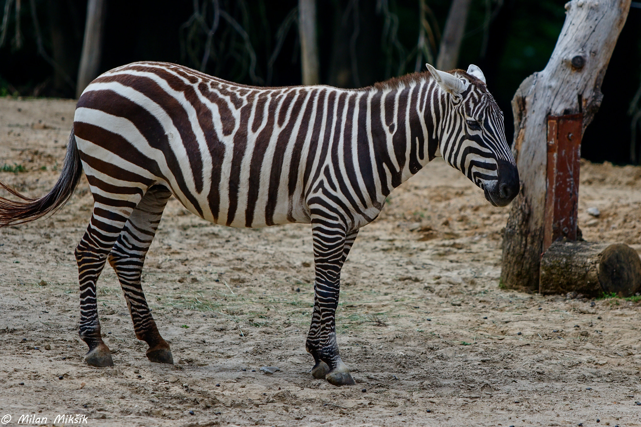 Canon EF 70-200mm F2.8L USM sample photo. Zookovo photography