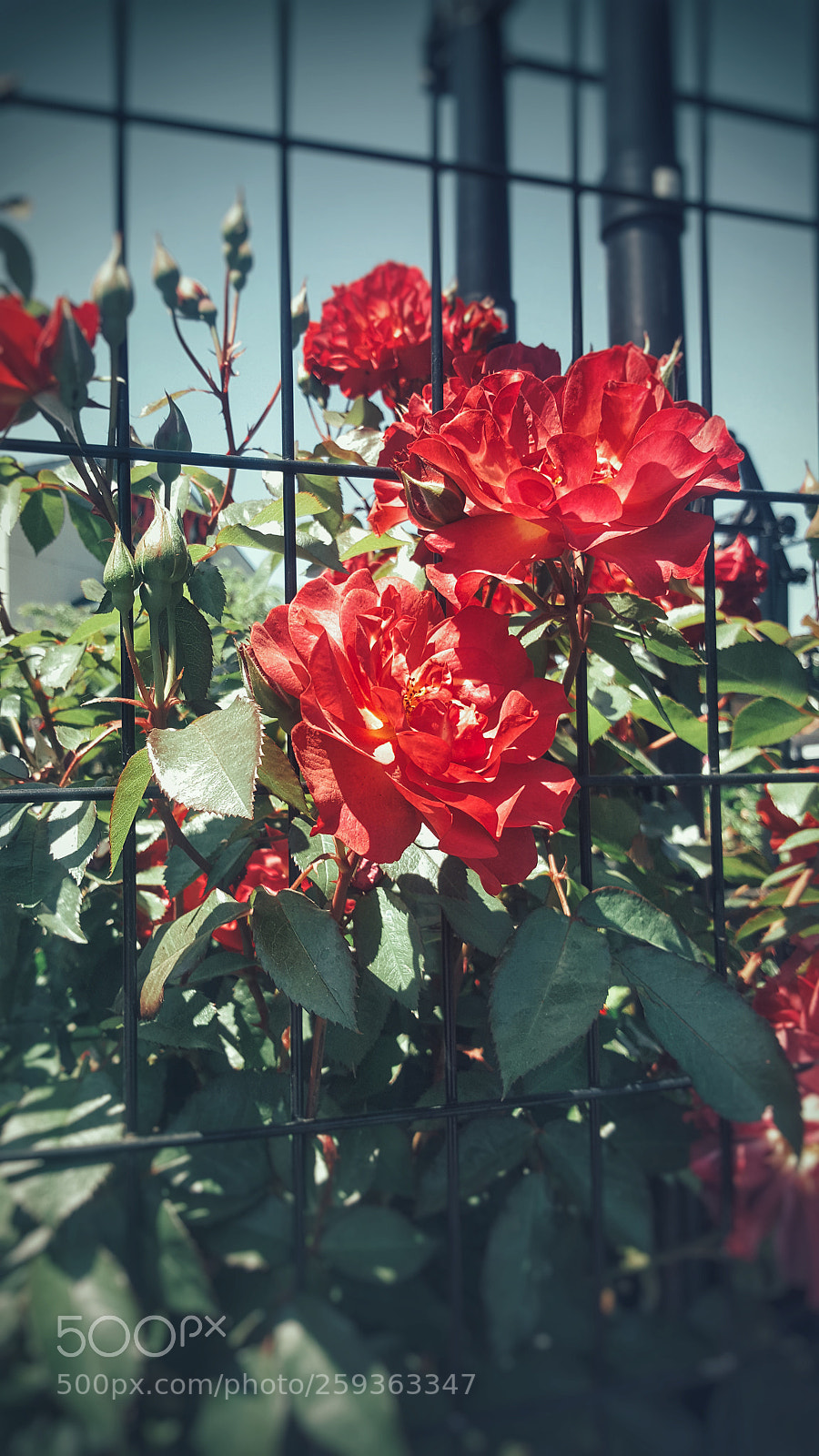 Samsung Galaxy Note5 sample photo. Upright roses photography