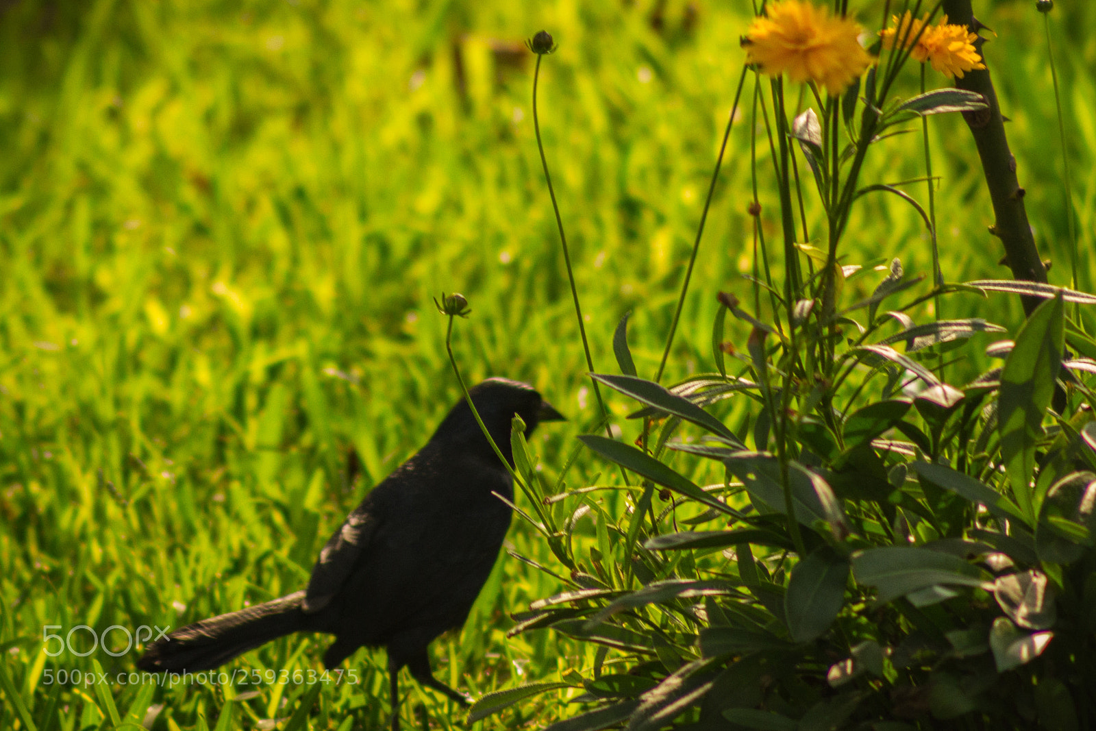 Canon EOS 7D sample photo. Bird photography