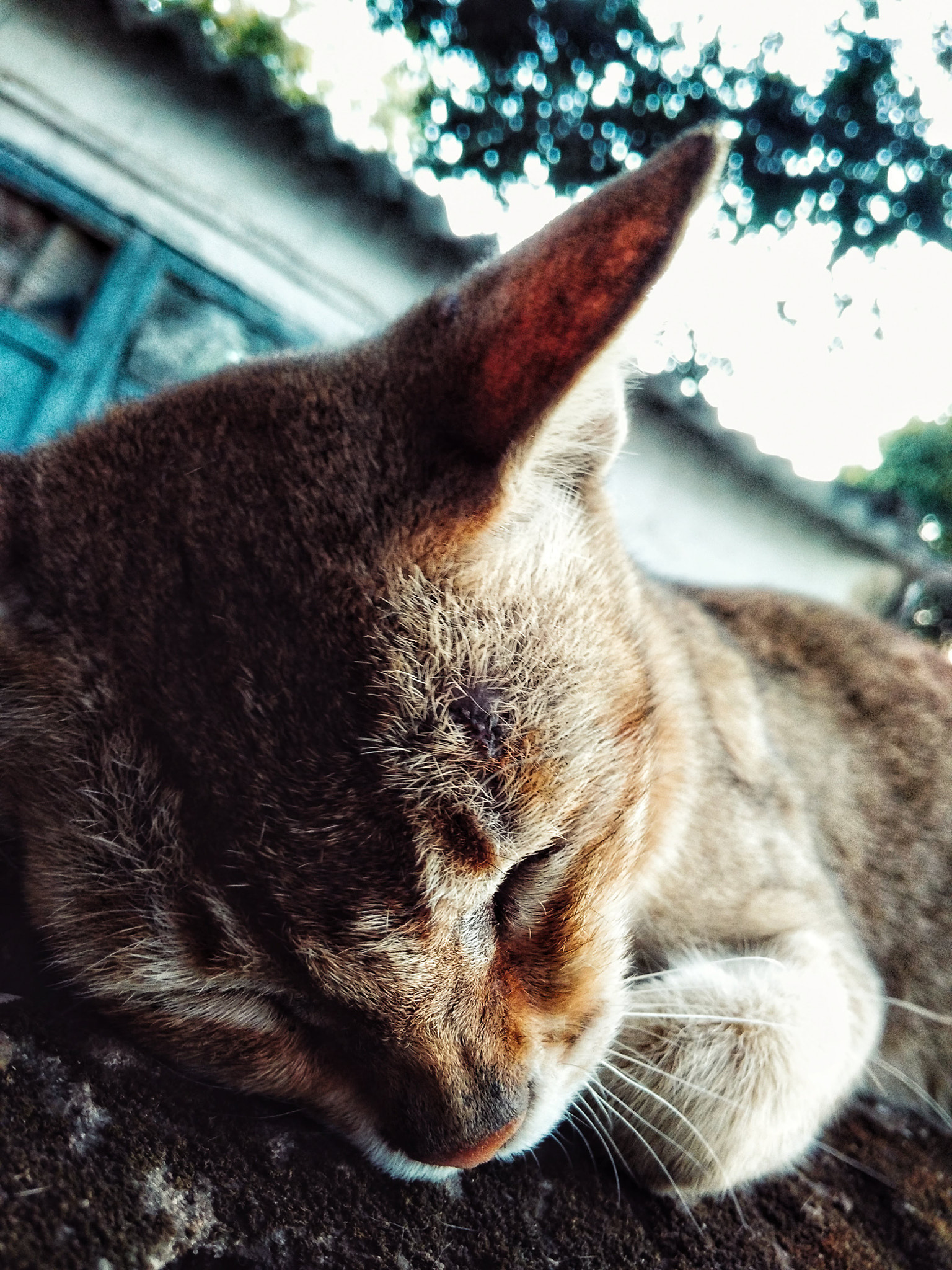 Xiaomi Redmi 4A sample photo