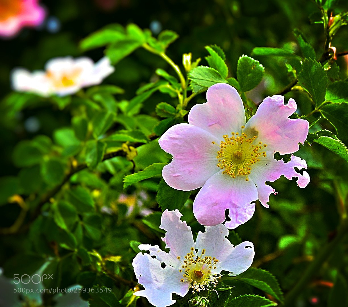 Nikon D5300 sample photo. Bisschen angeknabbert! photography