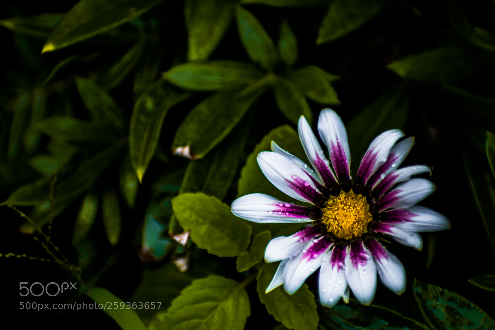 Nikon D5300 sample photo. Whitenpurple photography