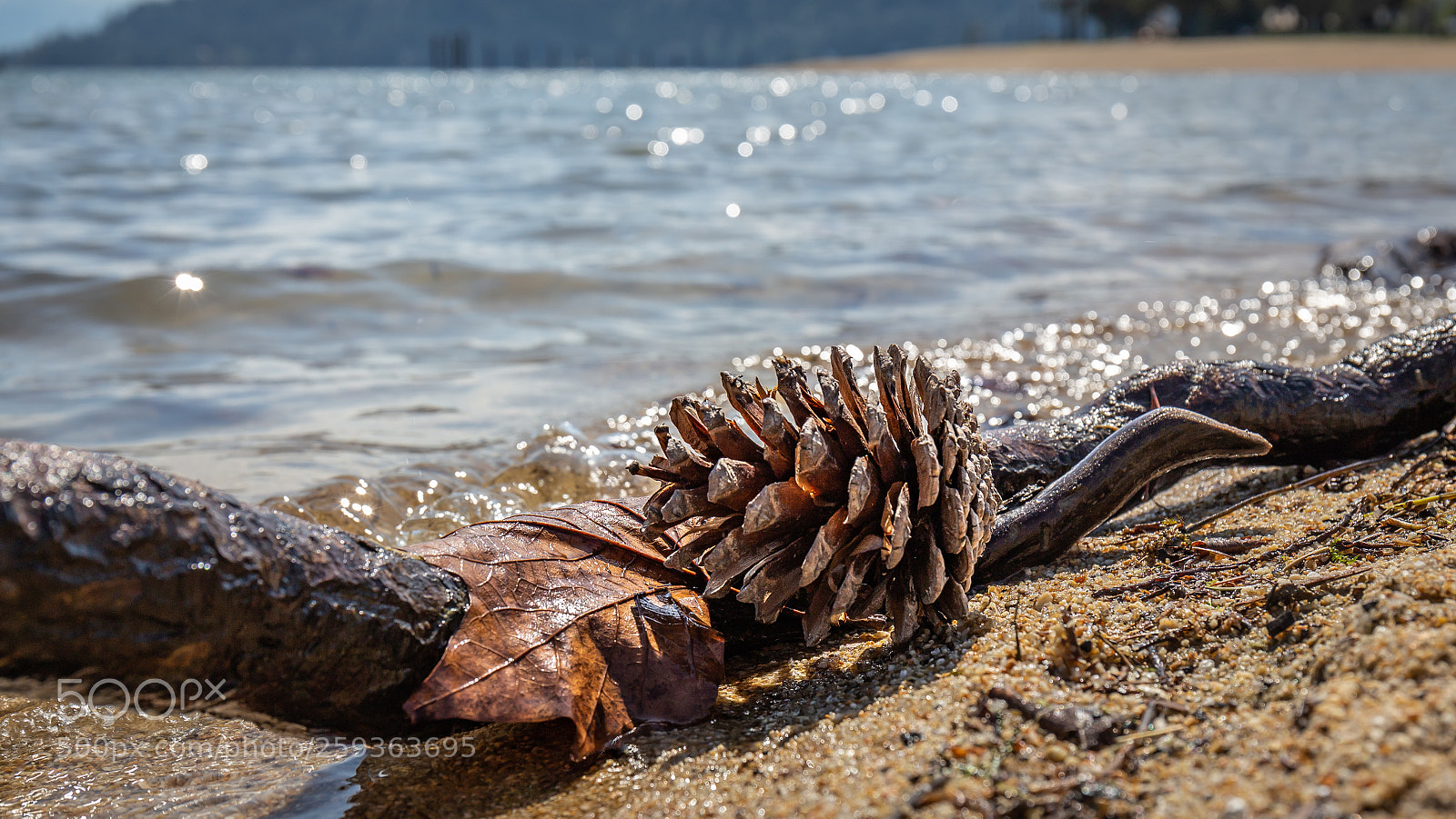 Canon EOS 6D sample photo. Natures still life photography