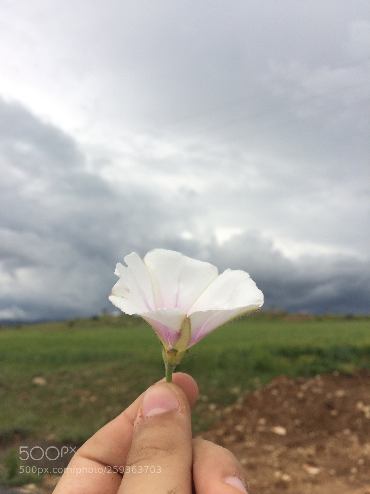 Apple iPhone 5s sample photo. A flower photography