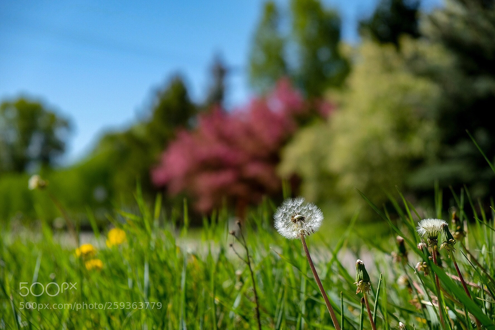 Fujifilm X-H1 sample photo. Spring, steamboat springs, co  photography
