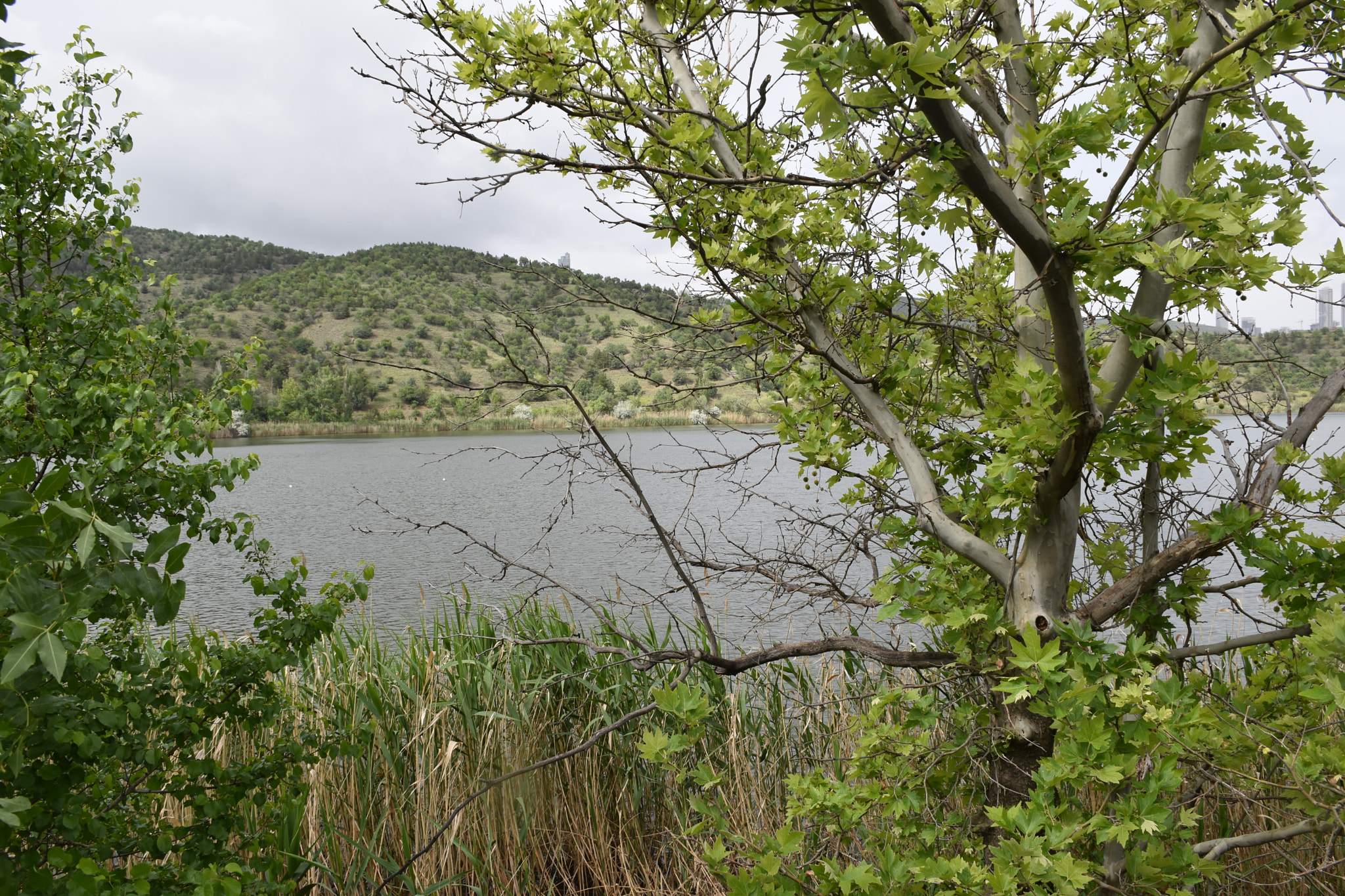 Nikon D5600 sample photo. 26 photography