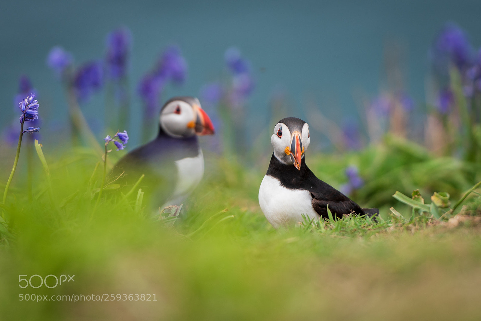 Nikon D750 sample photo. Two puffins among bluebells photography